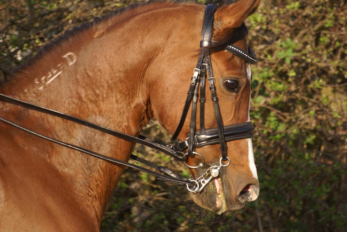 Arabisk fuldblod (OX) Grafik ox - Smukke pony billede 13