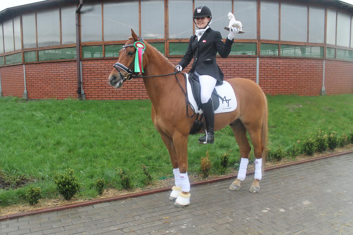 Welsh Pony af Cob-type (sec C) Westerhuis Jorik<3A pony!!! - Vinder af PRM til det internationale stævne i Polen billede 1
