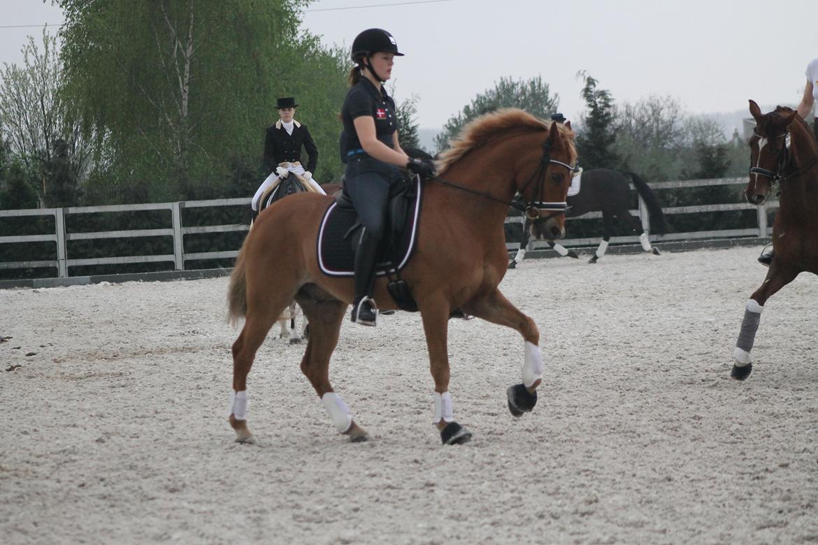 Welsh Pony af Cob-type (sec C) Westerhuis Jorik<3A pony!!! - Træning billede 16