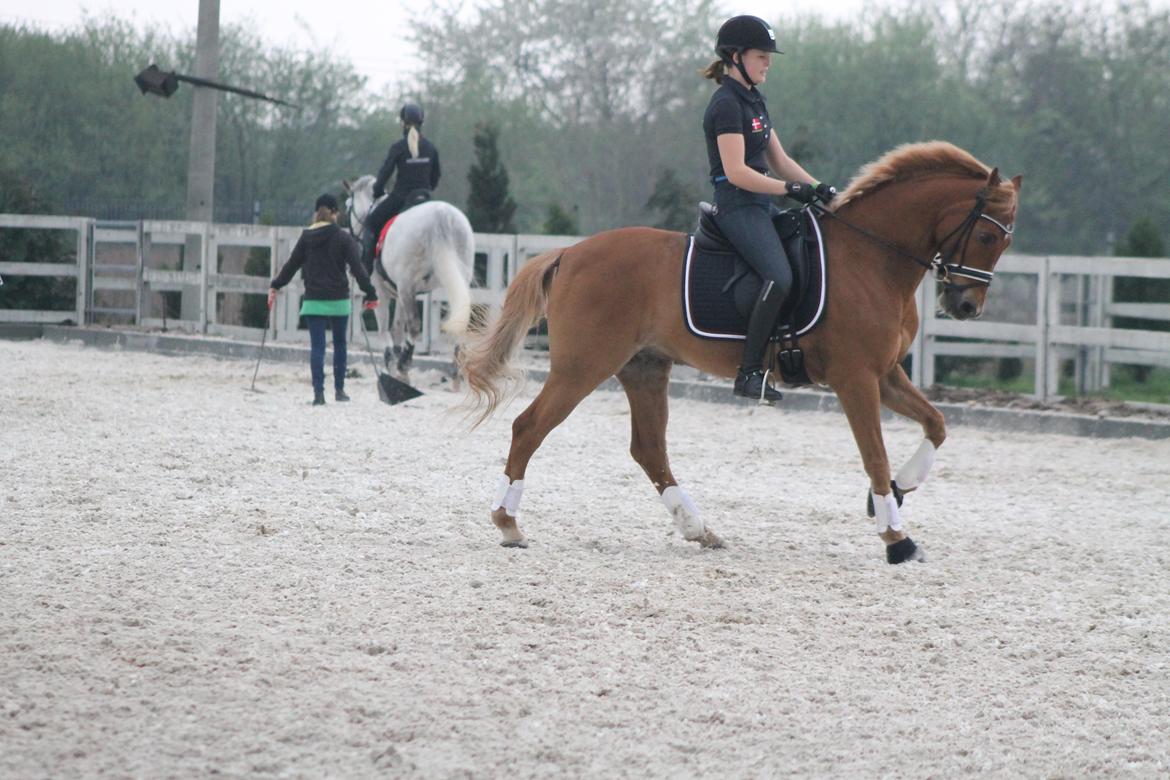 Welsh Pony af Cob-type (sec C) Westerhuis Jorik<3A pony!!! - Træning
 billede 10