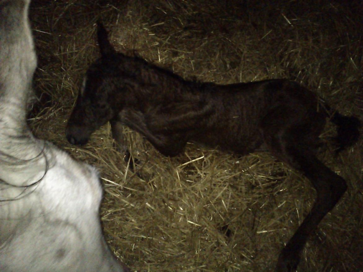 Anden særlig race Silver Moon billede 2