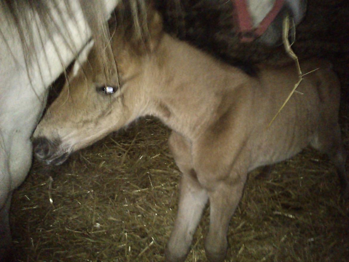 Anden særlig race Silver Moon billede 3