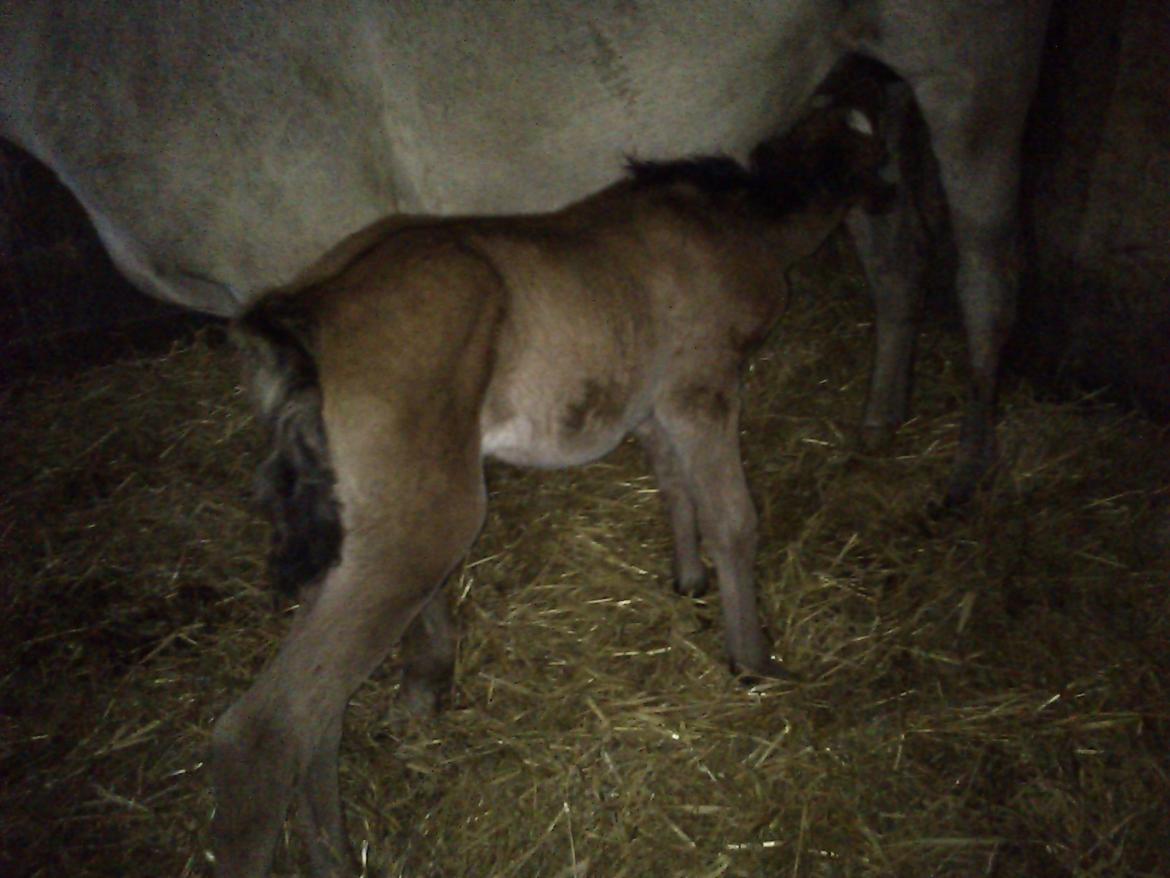 Anden særlig race Silver Moon billede 4