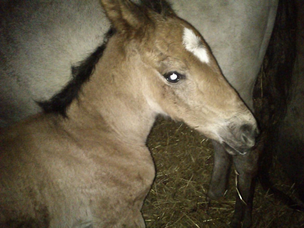 Anden særlig race Silver Moon billede 1