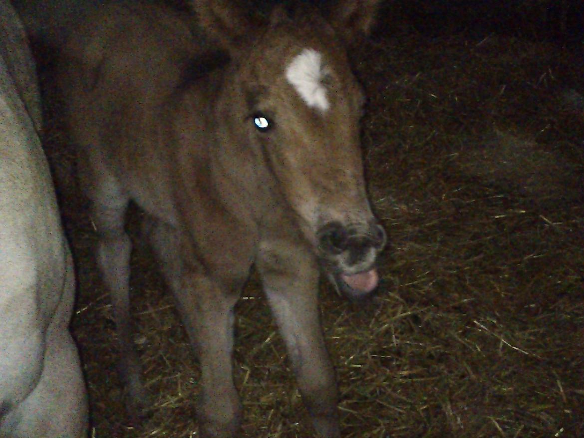 Anden særlig race Silver Moon billede 5