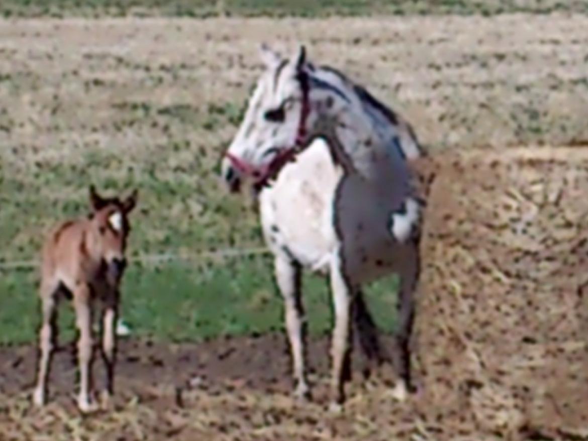 Anden særlig race Silver Moon billede 7