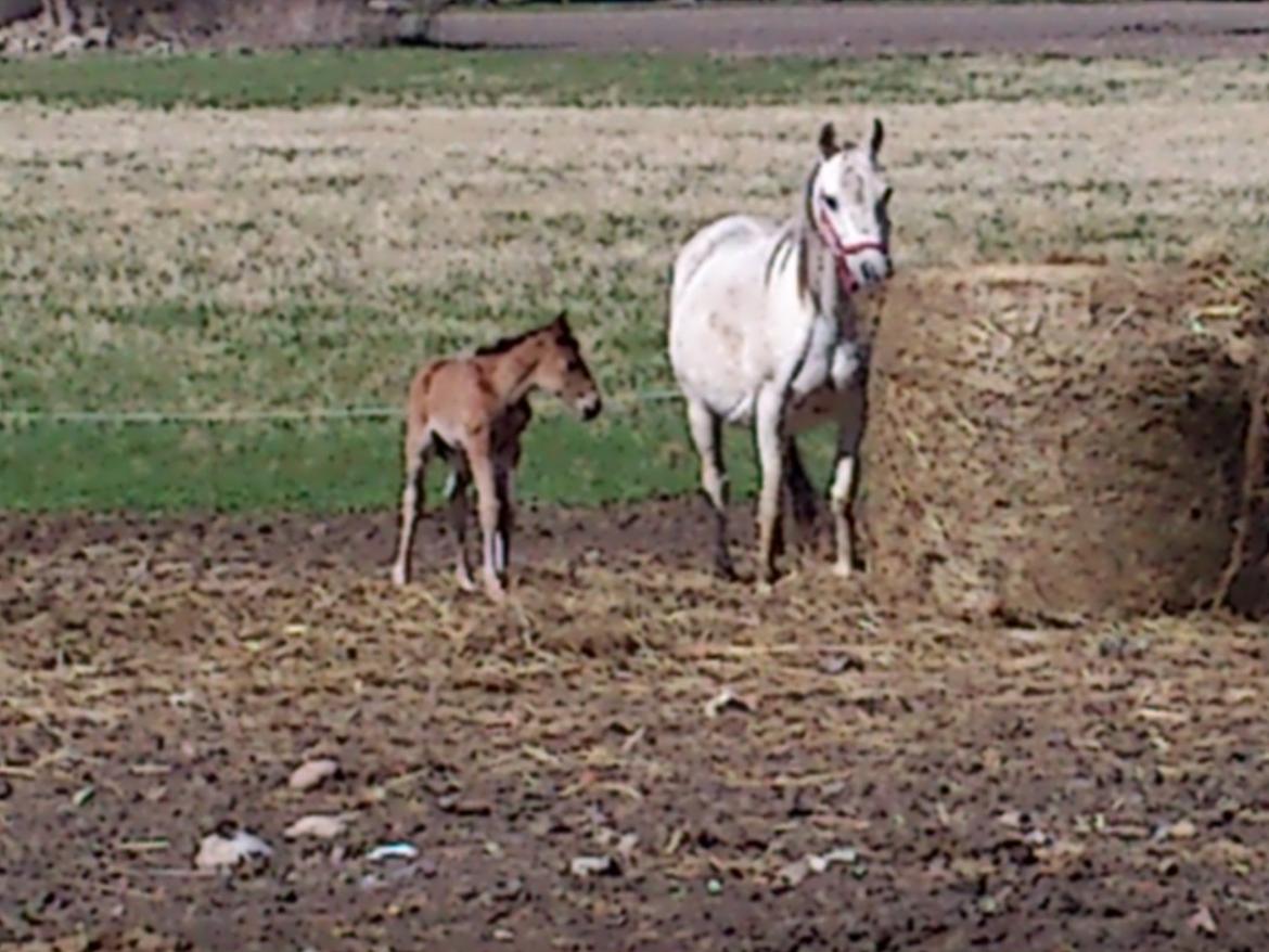 Anden særlig race Silver Moon billede 8