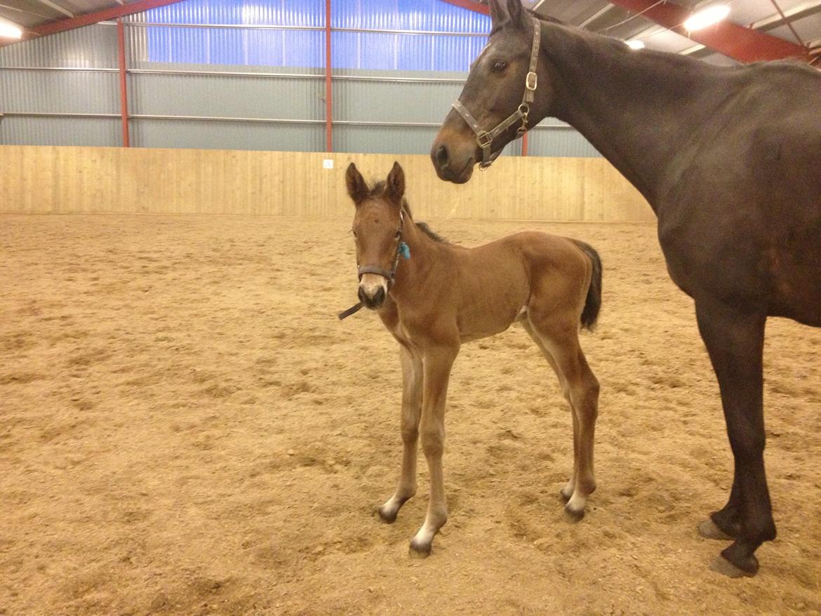 Dansk Varmblod Lyngbjergbo's Casall SOLGT. billede 10