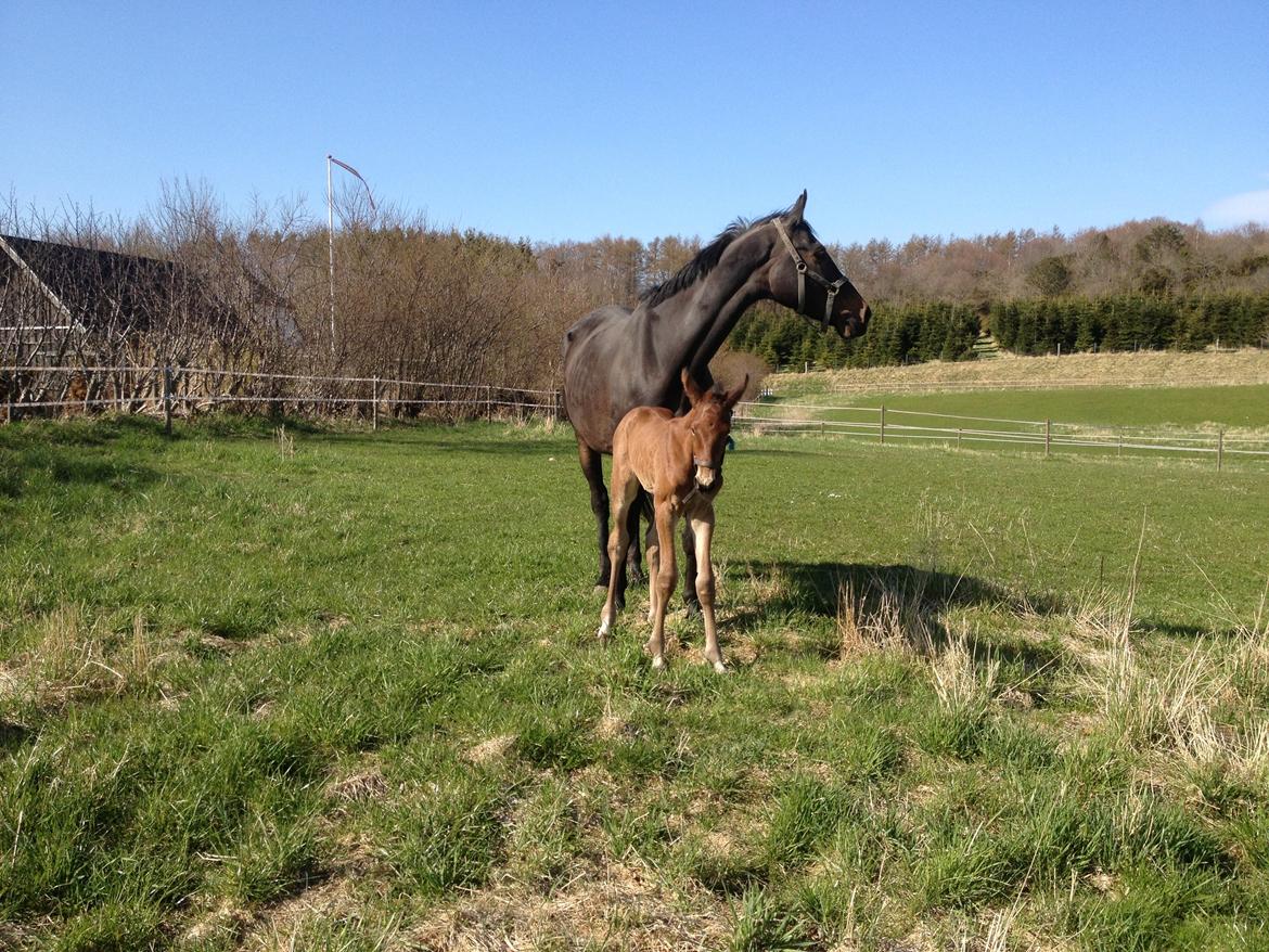 Dansk Varmblod Lyngbjergbo's Casall SOLGT. - 5. dage gamle.:-) billede 11