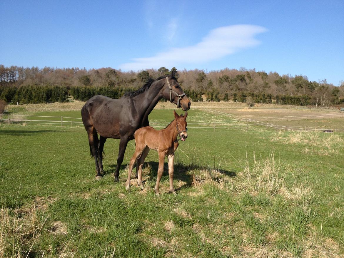 Dansk Varmblod Lyngbjergbo's Casall SOLGT. billede 12