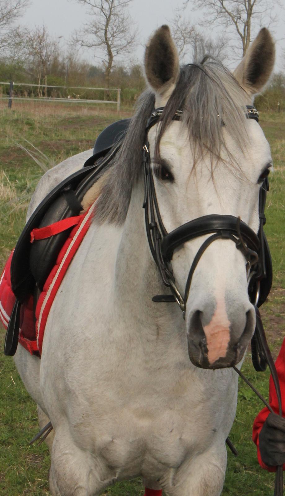 DSP GreenBay Aka. Grønne! billede 15