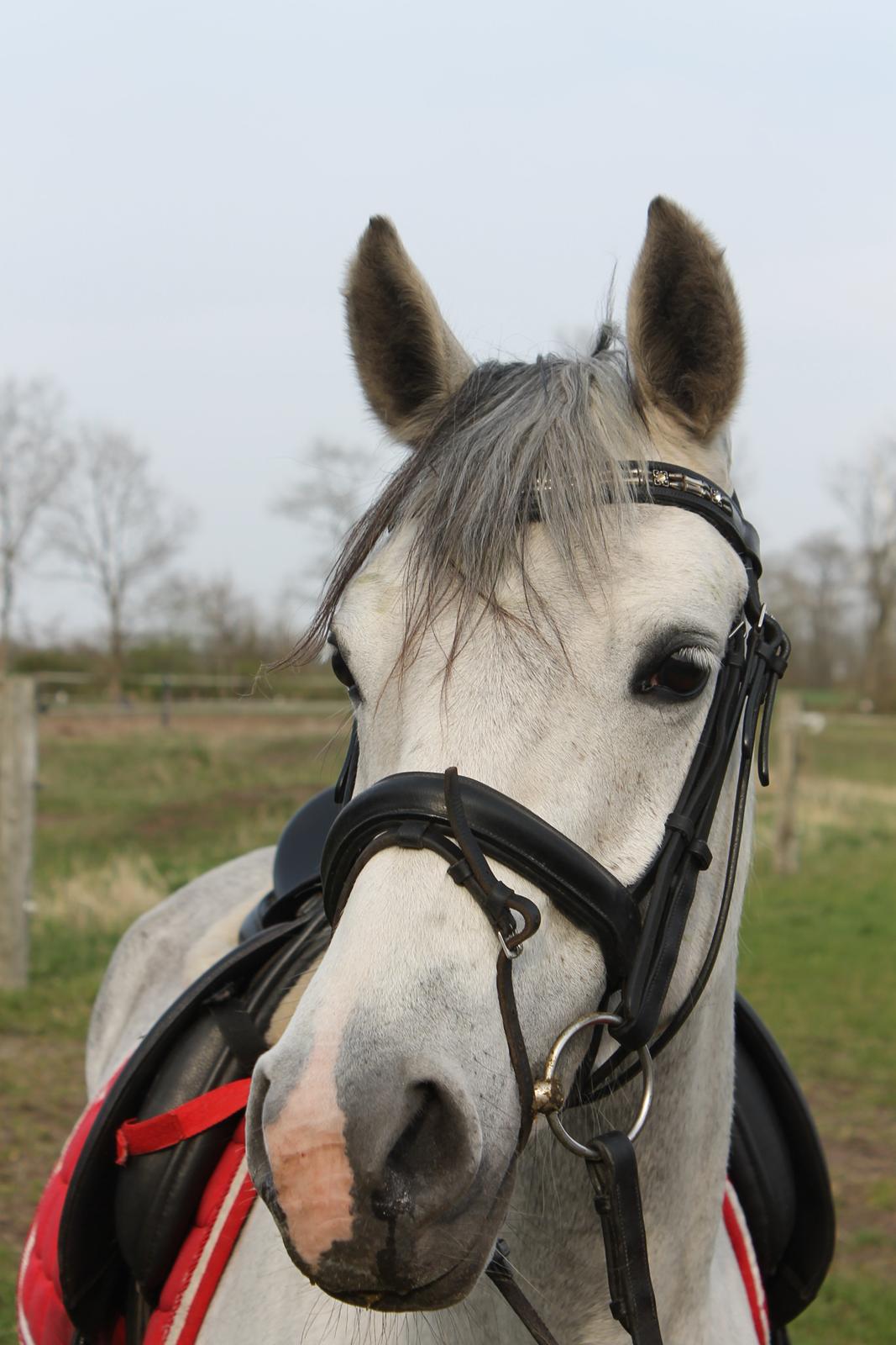 DSP GreenBay Aka. Grønne! billede 16