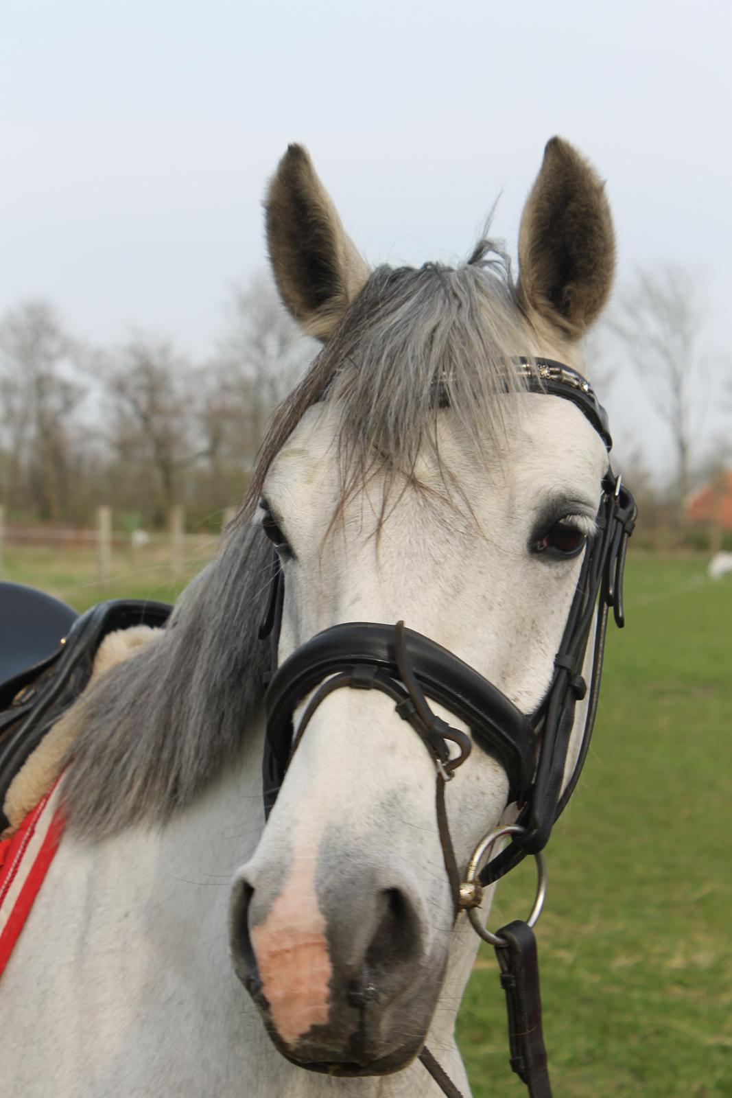 DSP GreenBay Aka. Grønne! billede 17