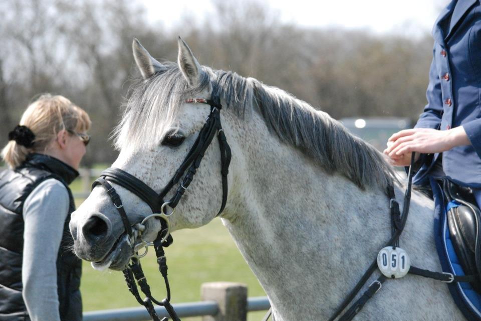 Anden særlig race Avangardas***Tykke*** - Foto: Emilie Rand billede 18