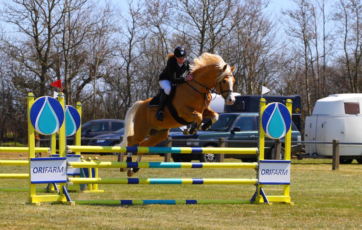 Palomino Shulay Gold Fever*AVLSHINGST* - Velkommen til Shulay Gold Fevers profil.
4/5-13 : Første C-stævne i springning og første LB*
Foto: Sh-Foto billede 26