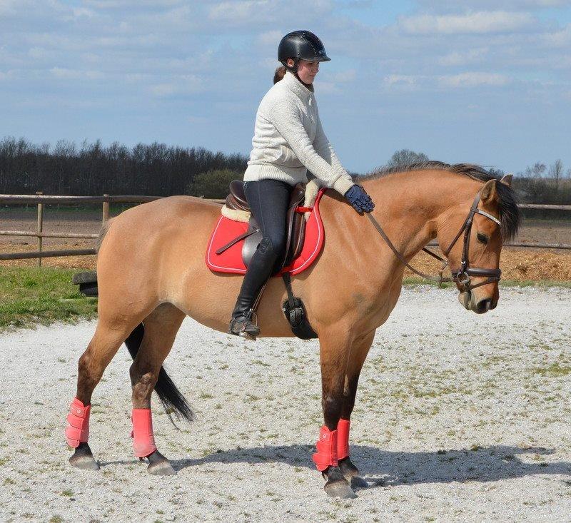 Anden særlig race Tequiro Sunset | Tio | <3 - Skønheden .. billede 2