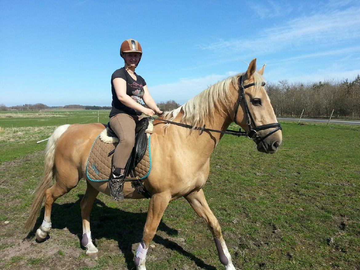 Palomino Lucky Samson billede 12