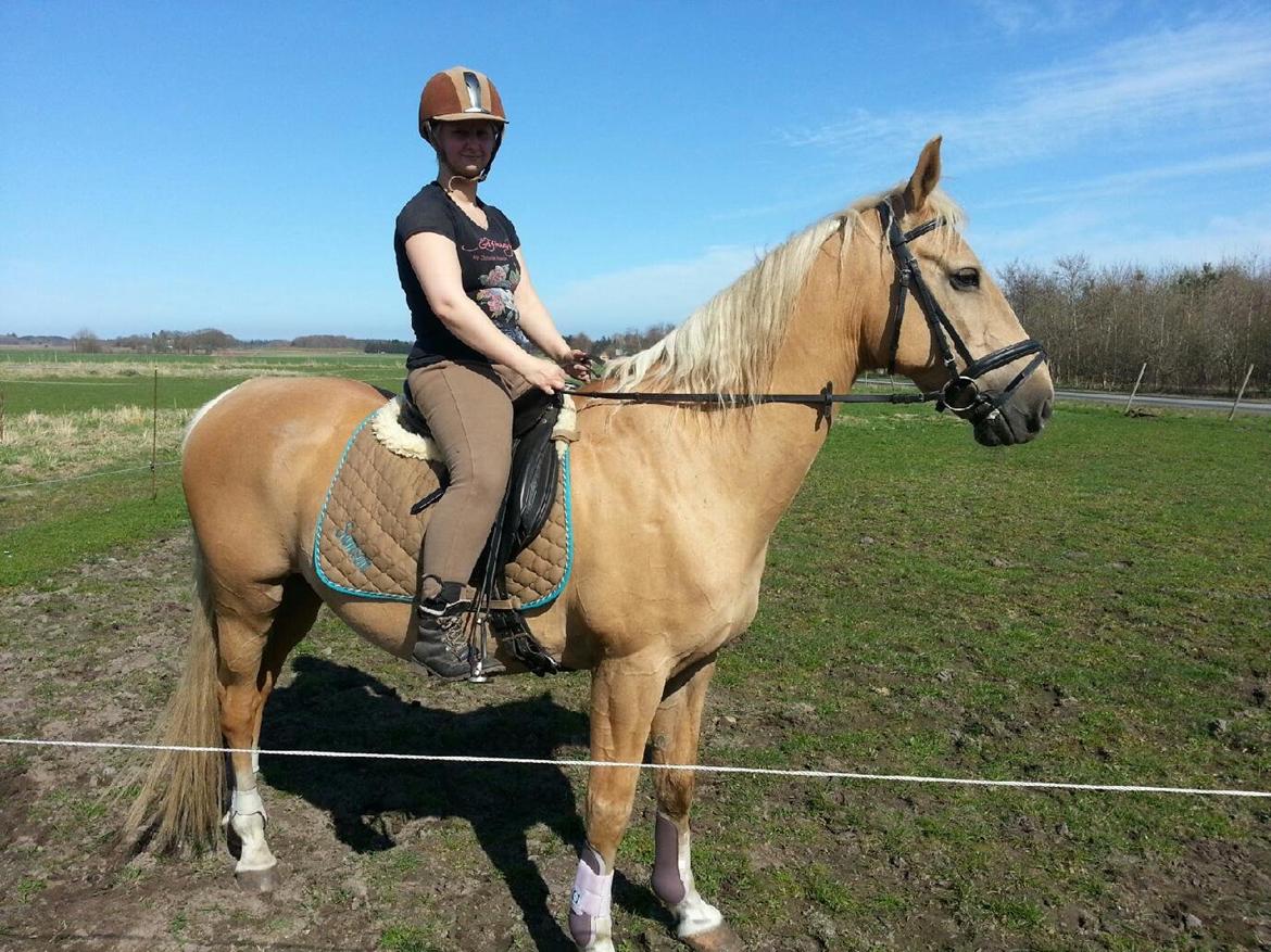 Palomino Lucky Samson - Beklager stillingen, det er 6 måneder siden jeg har været til hest. billede 11
