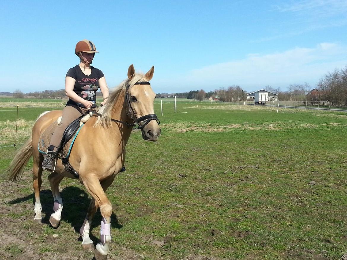 Palomino Lucky Samson billede 13