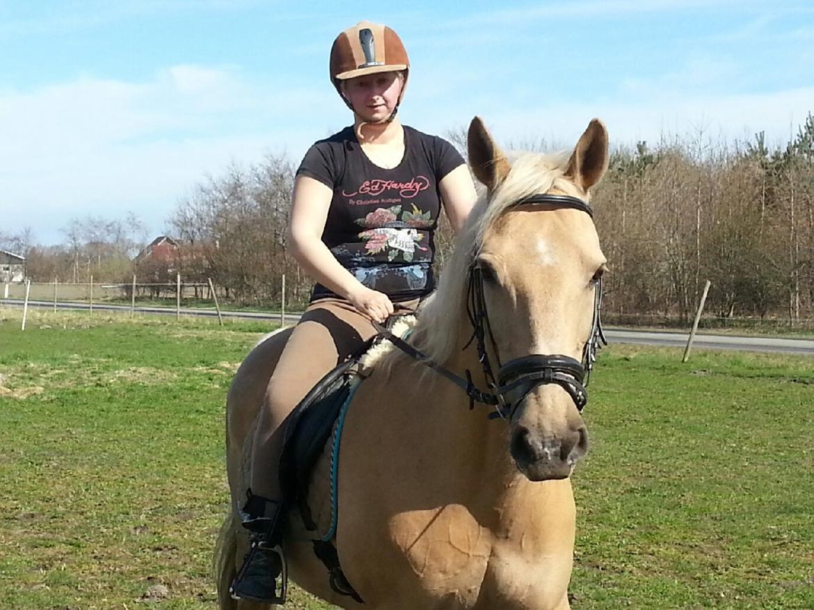 Palomino Lucky Samson billede 14