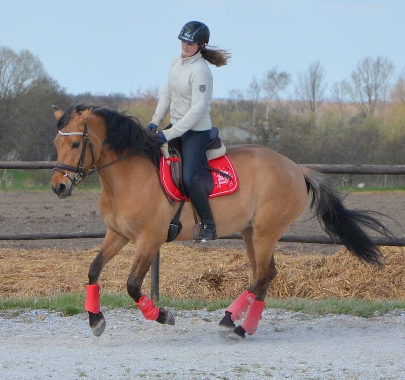 Anden særlig race Tequiro Sunset | Tio | <3 billede 15