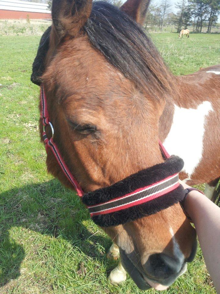 Pinto Dyrkærgaards Loverboy/Boysen - Sunshine ♥ billede 6
