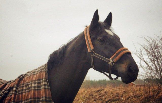Dansk Varmblod - Carnival (B-HEST) [HIMMEL HEST] - 1) billede 1