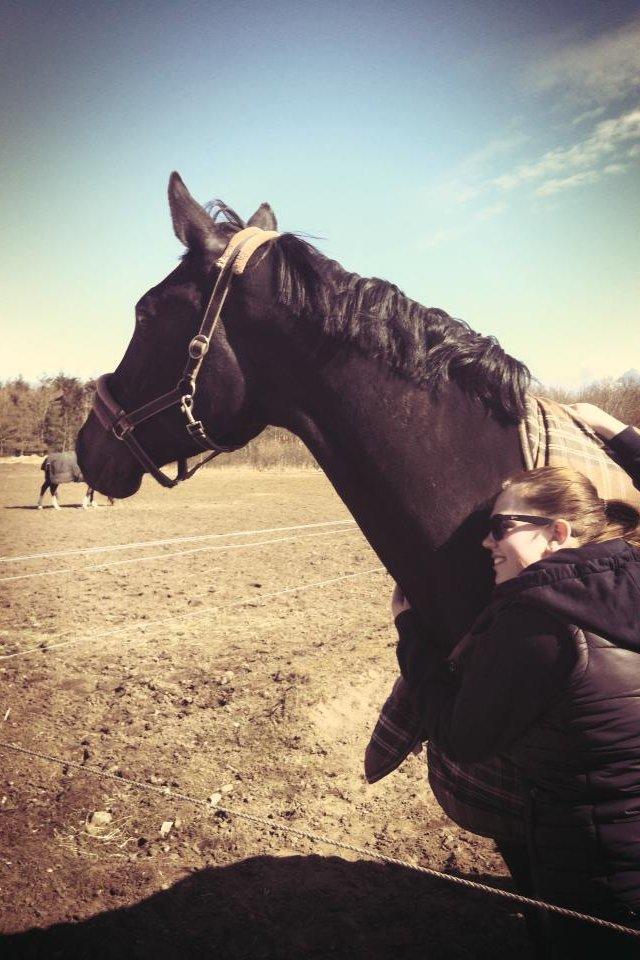 Dansk Varmblod - Carnival (B-HEST) [HIMMEL HEST] - 8) billede 8