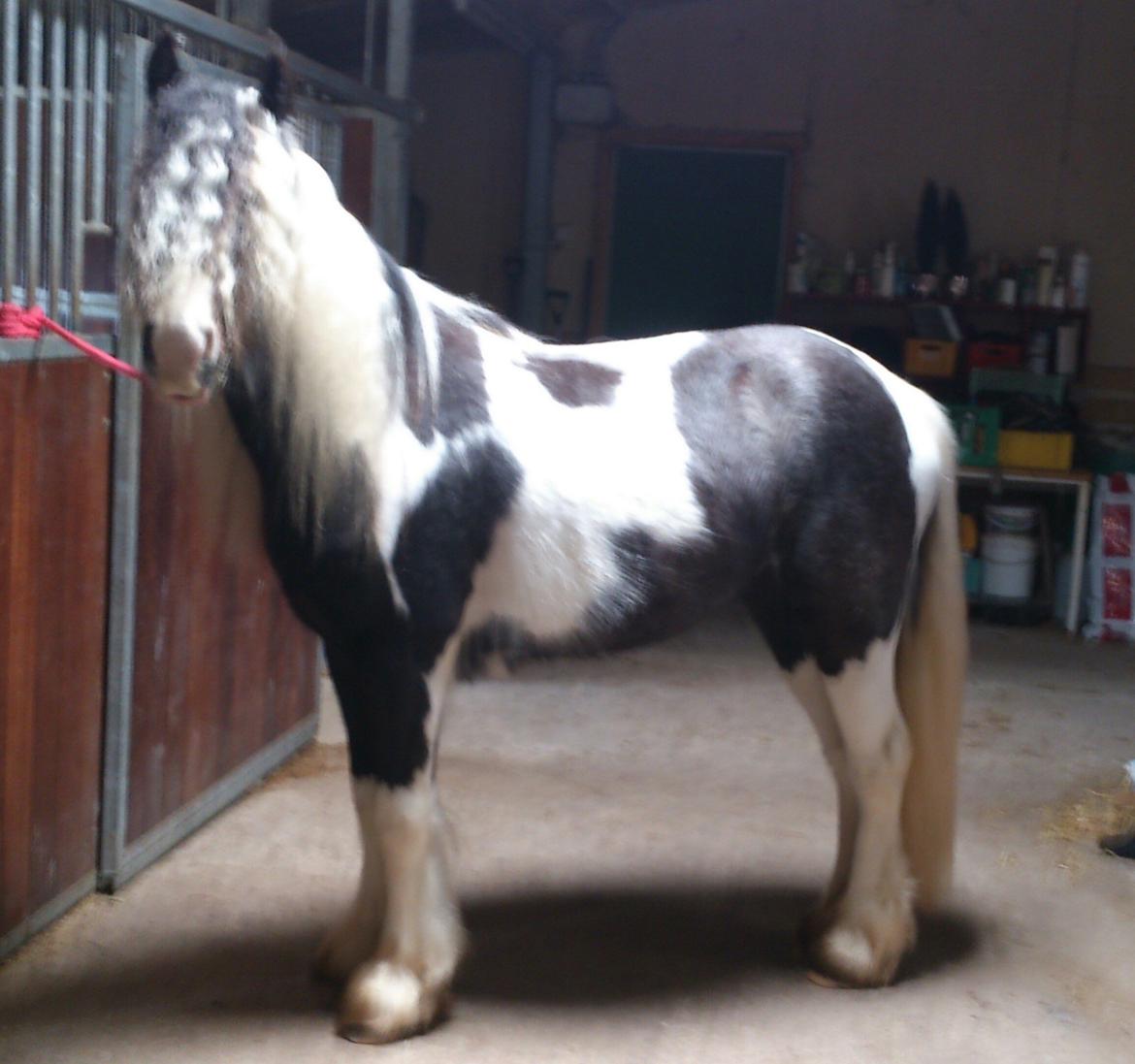 Irish Cob Siofra billede 16