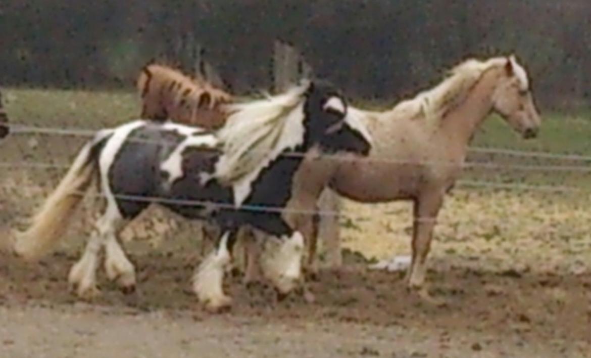 Irish Cob Siofra billede 17