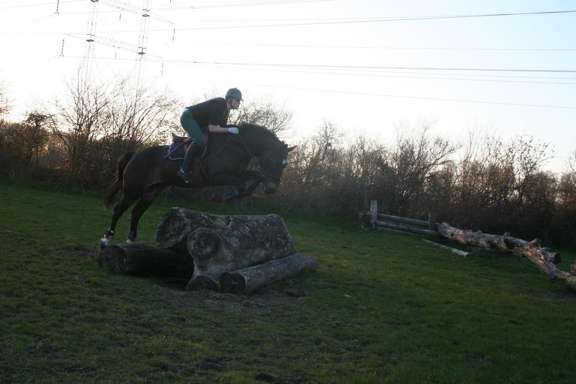 Oldenborg Siegård's flexness - Årets første terræn træning i Åbenrå 03/05-2013 billede 10