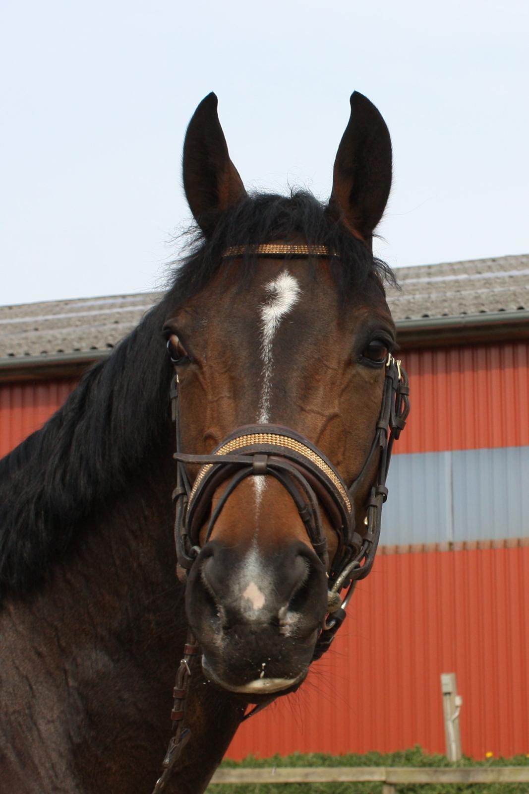 Dansk Varmblod Rødhøjs Felicia billede 13