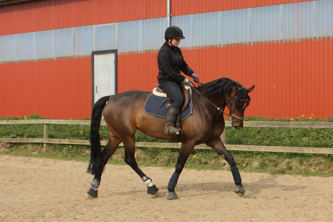 Dansk Varmblod Rødhøjs Felicia billede 14