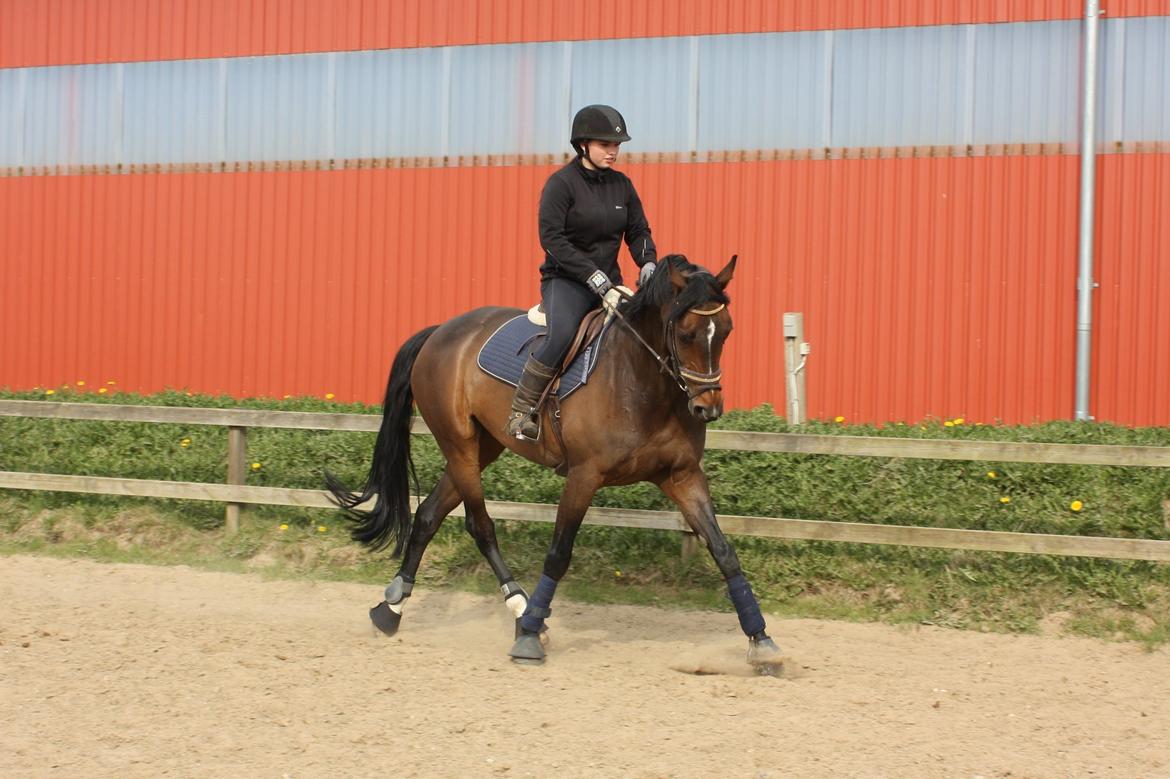 Dansk Varmblod Rødhøjs Felicia billede 15