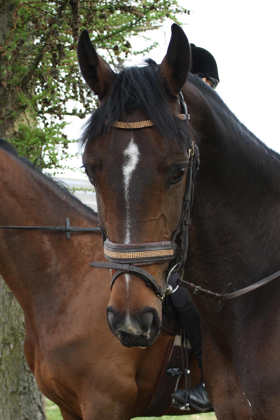 Dansk Varmblod Rødhøjs Felicia billede 16