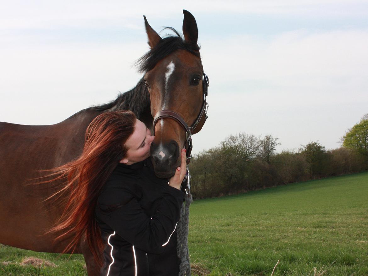 Dansk Varmblod Rødhøjs Felicia billede 17