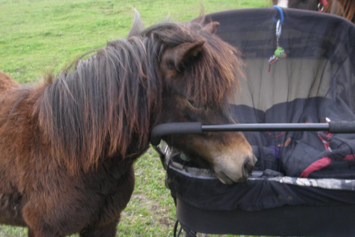 Shetlænder Bellis af Bjørholm - 8/5-13 Bellis var meget interesseret i barnevognen som var med inde på marken da jeg skulle tage billeder, det blev både første og sidste gang den kom ind på marken billede 19