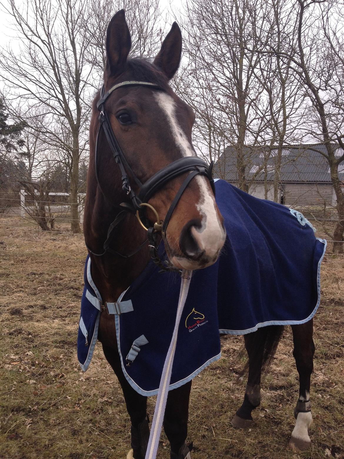 Dansk Varmblod Chrevi's castellano billede 1