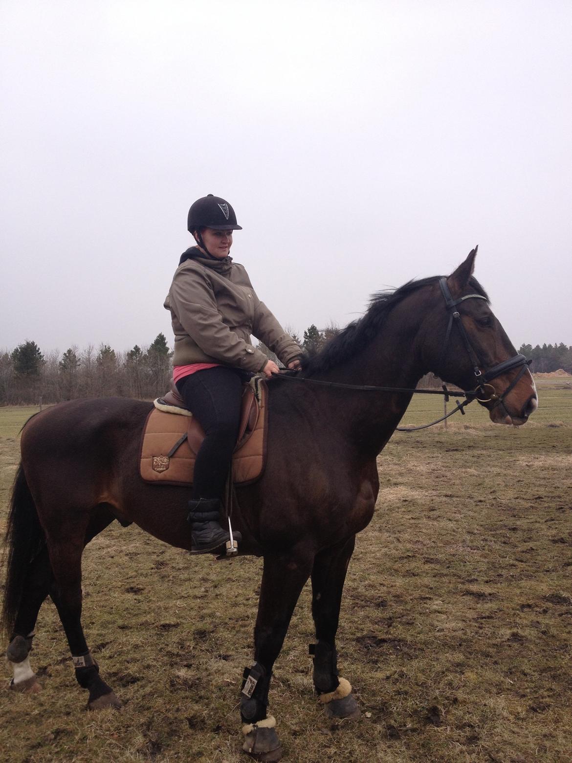 Dansk Varmblod Chrevi's castellano billede 2