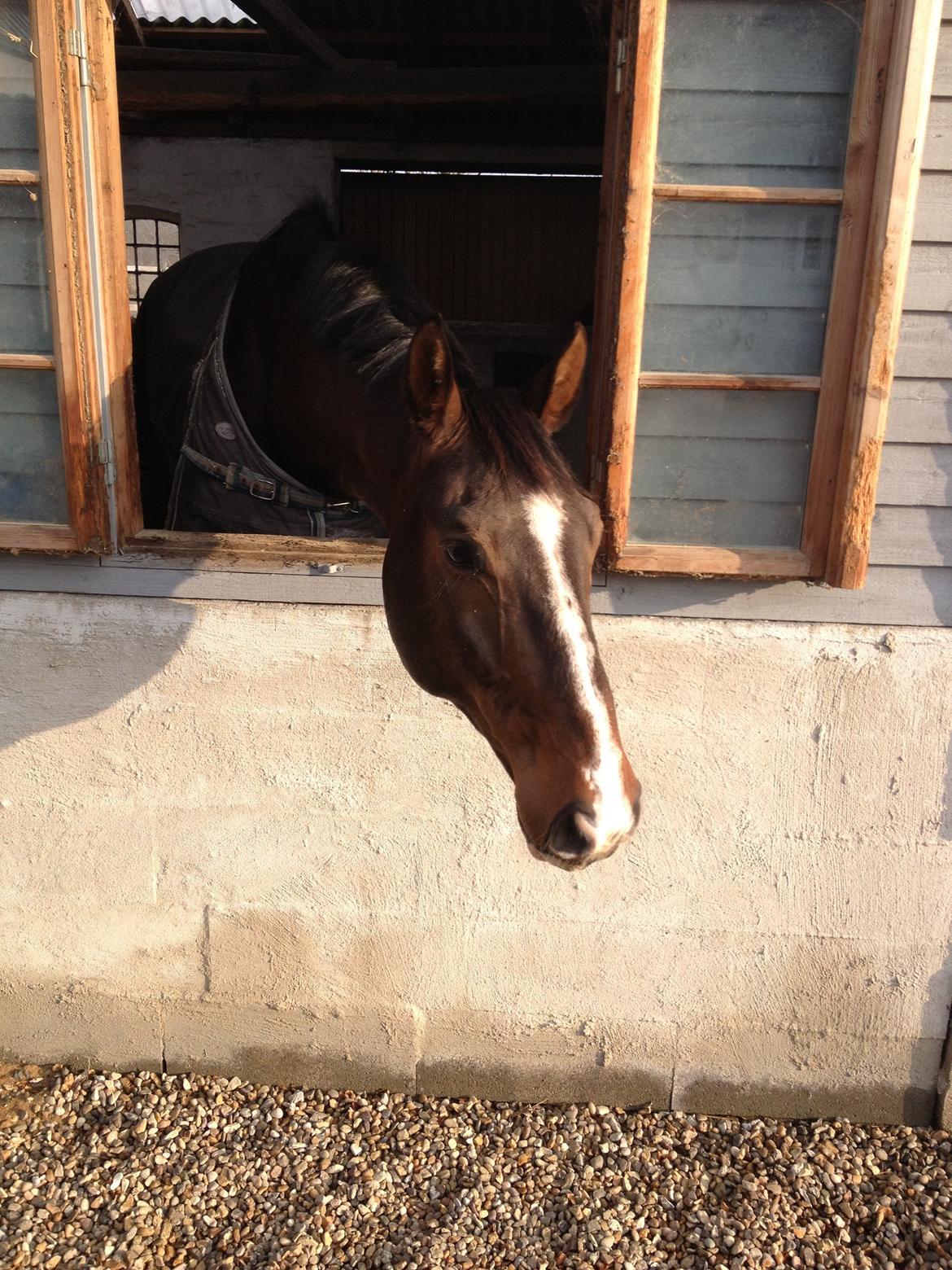 Dansk Varmblod Chrevi's castellano billede 3