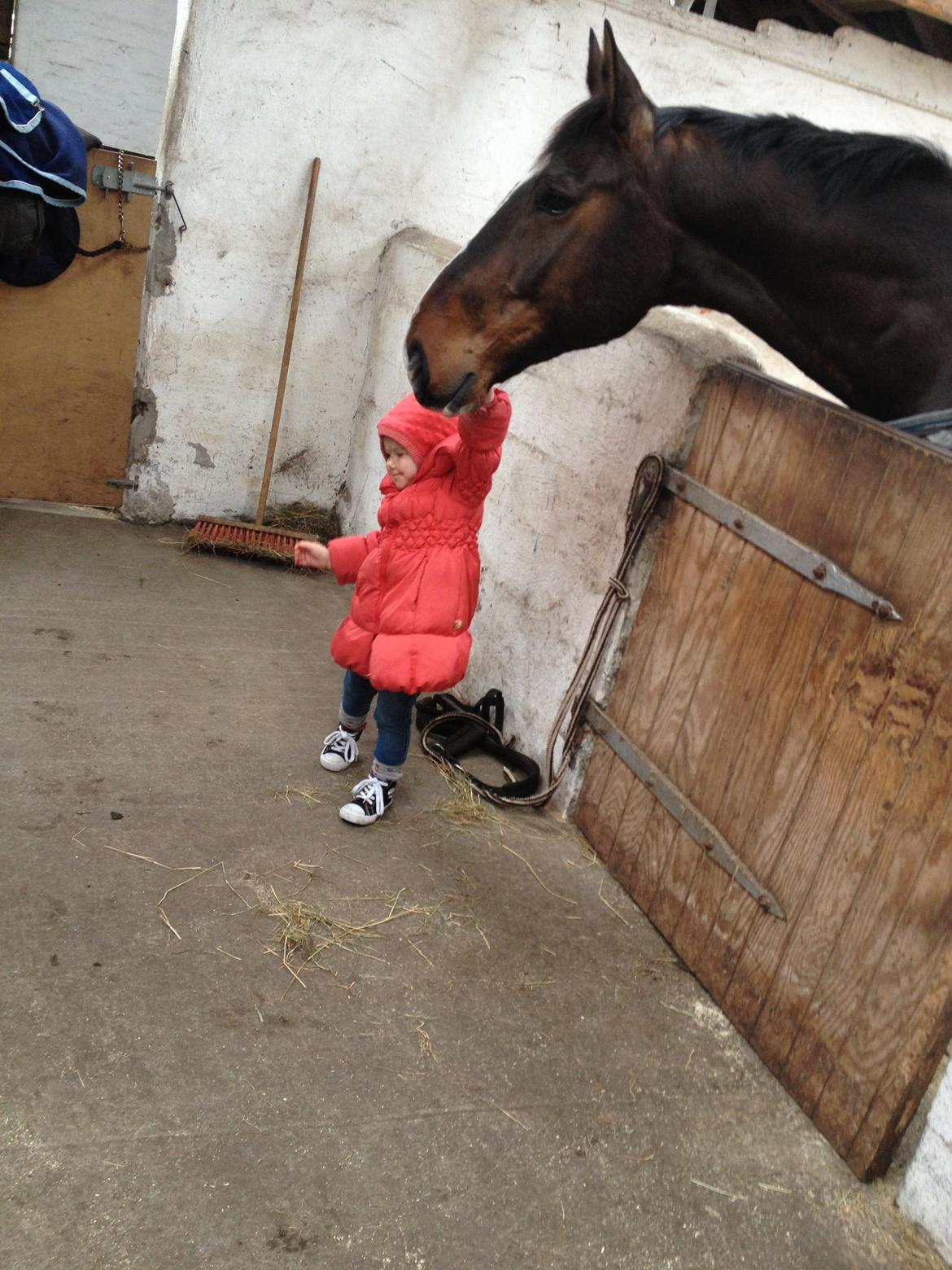 Dansk Varmblod Chrevi's castellano billede 4