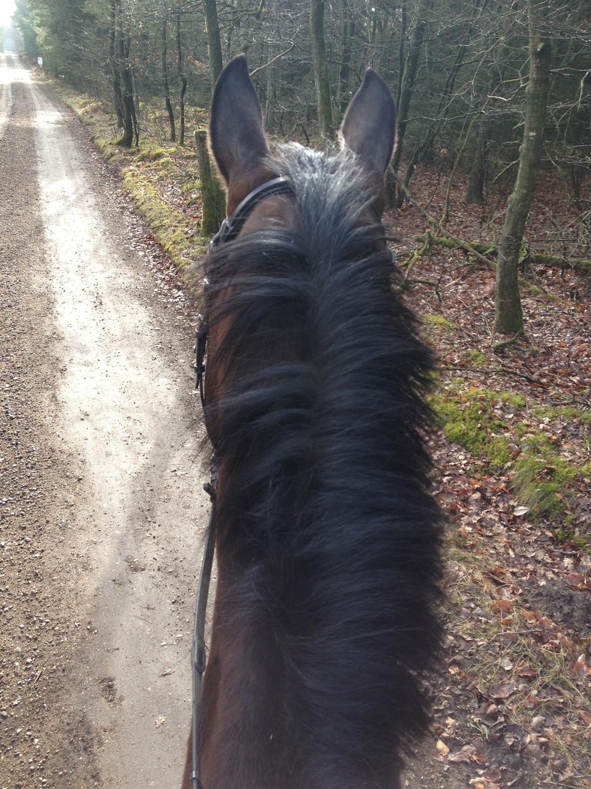 Dansk Varmblod Chrevi's castellano billede 5