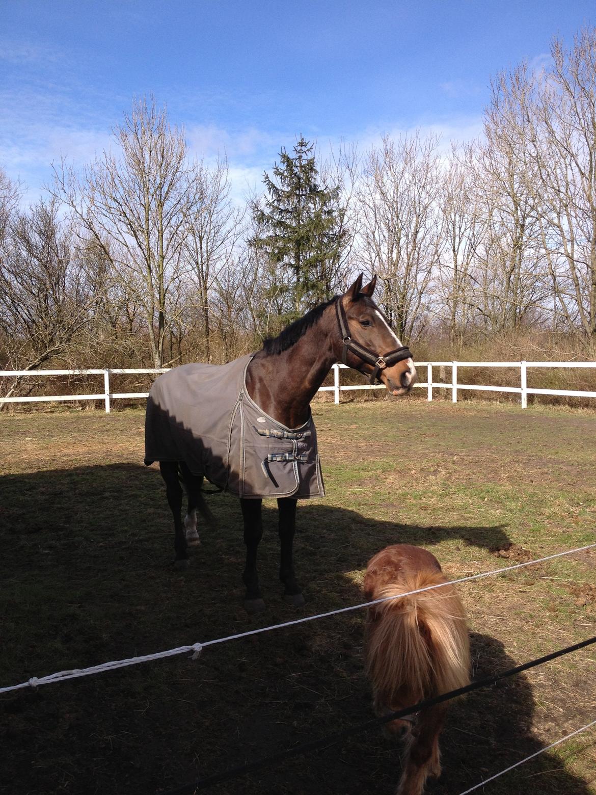 Dansk Varmblod Chrevi's castellano billede 6