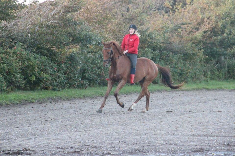 Dansk Varmblod Fjællebroens Excalibur billede 13