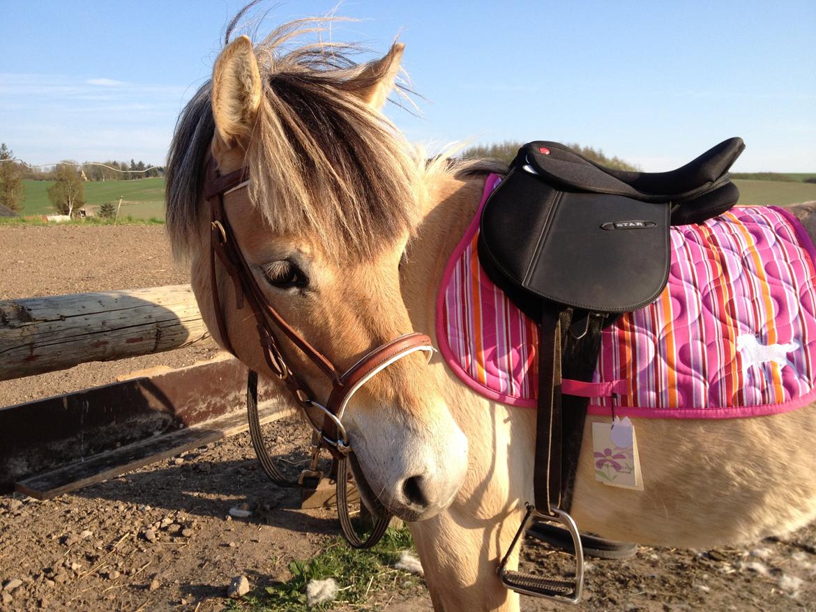 Anden særlig race Dunkans Galina<3 solgt - Du er simpelthen så nusser ! :*<3  billede 4