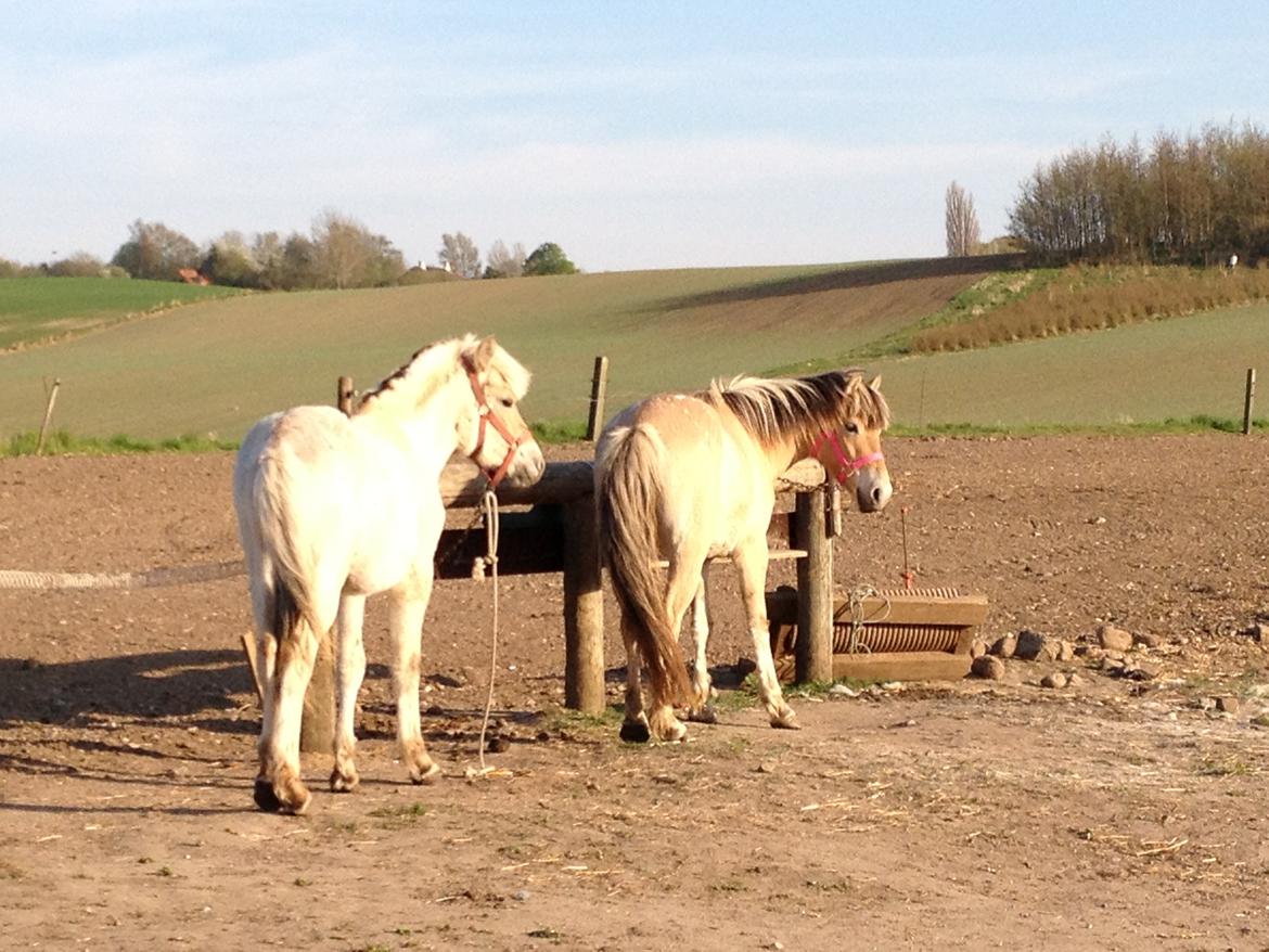 Anden særlig race Dunkans Galina<3 solgt - Aura <3 og Lina med hendes nye lyserøde grime :*<3  billede 5