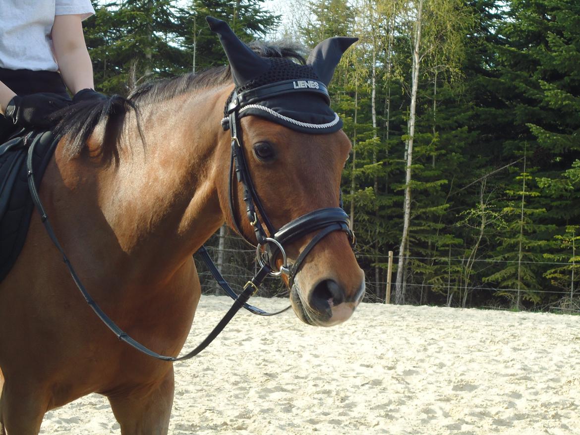 Tysk Sportspony Lienes - Linse til undervisning!<3<3 billede 2