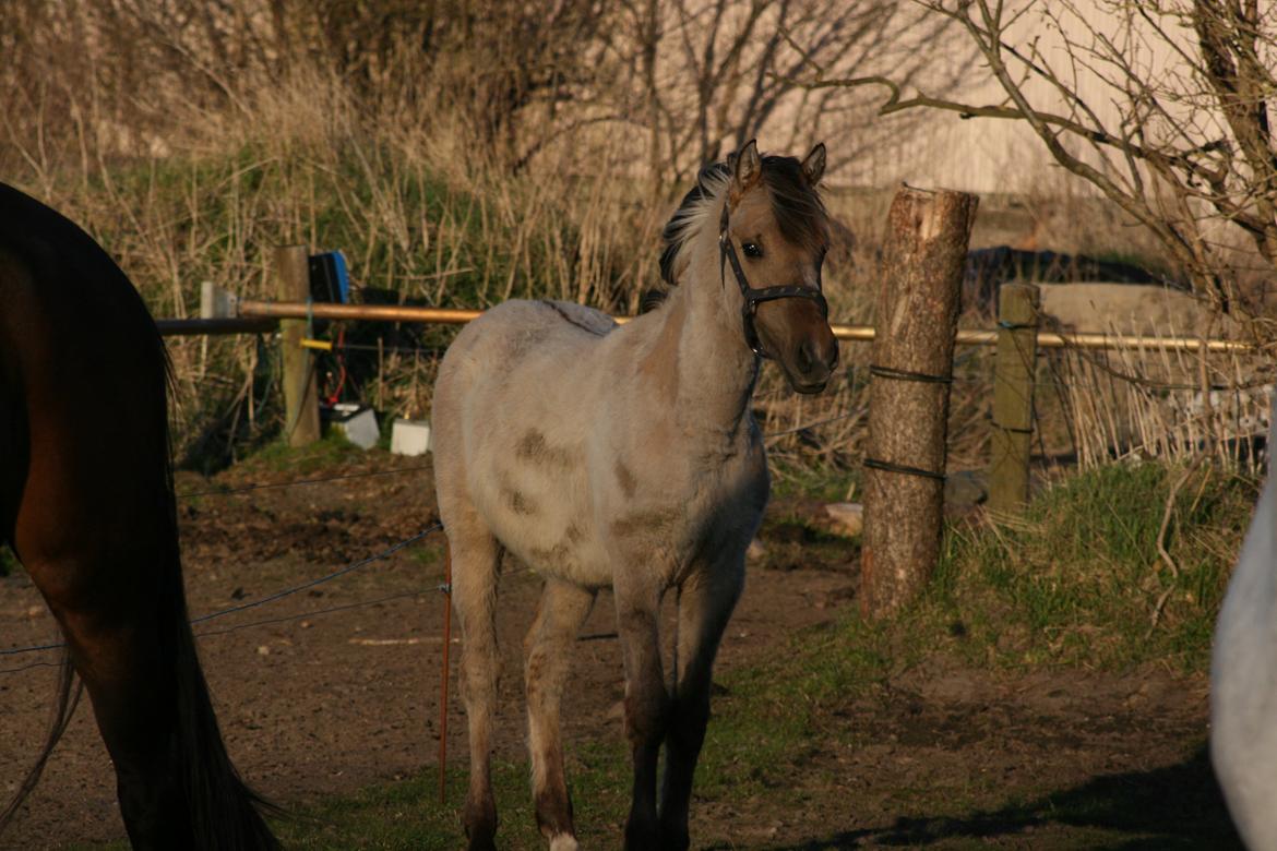 Anden særlig race El bendito R.I.P. billede 8