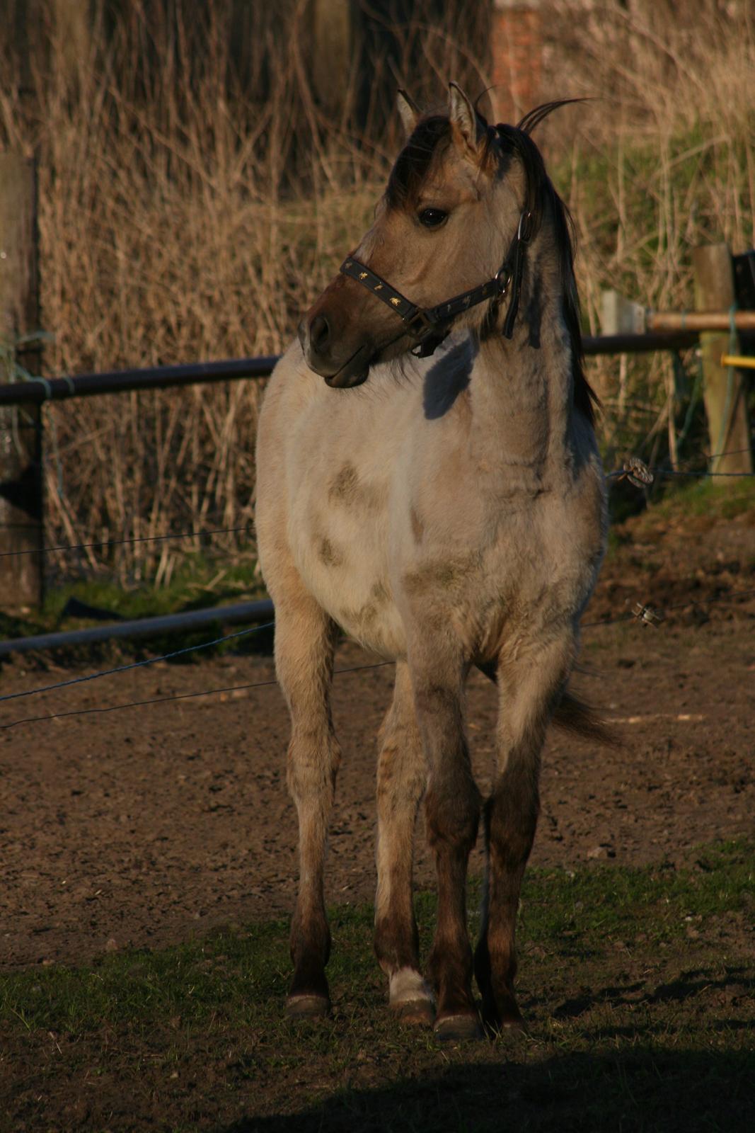Anden særlig race El bendito R.I.P. - Flot fyr <3 billede 9