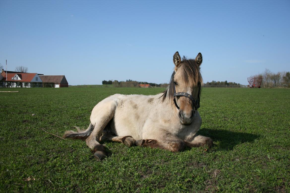 Anden særlig race El bendito R.I.P. - ham den bette basse dreng ;)
 billede 10